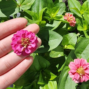 Dwarf Zinnia Flower Seeds - Thumbelina Mixed Colors Heirloom Annual Flower Seeds