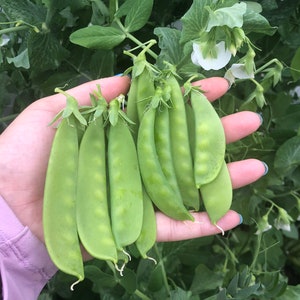 Oregon Sugar Pod II Snow Pea Heirloom Vegetable Garden Seeds