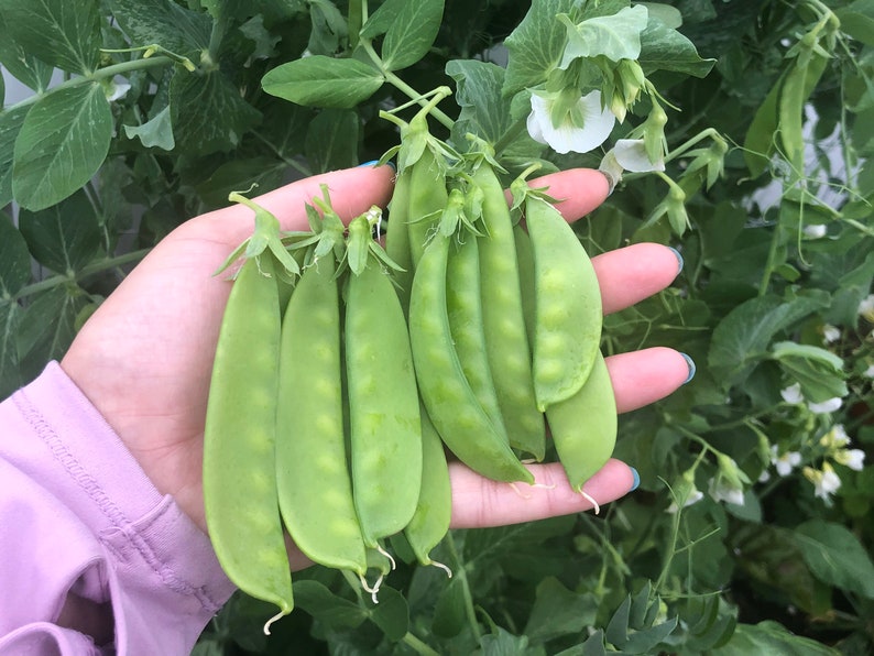 Oregon Sugar Pod II Snow Pea - Thumbnail 3