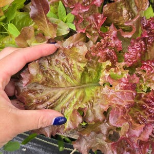 Ruby Red Loose Leaf Lettuce Seeds – Vibrant Color & Crisp Flavor