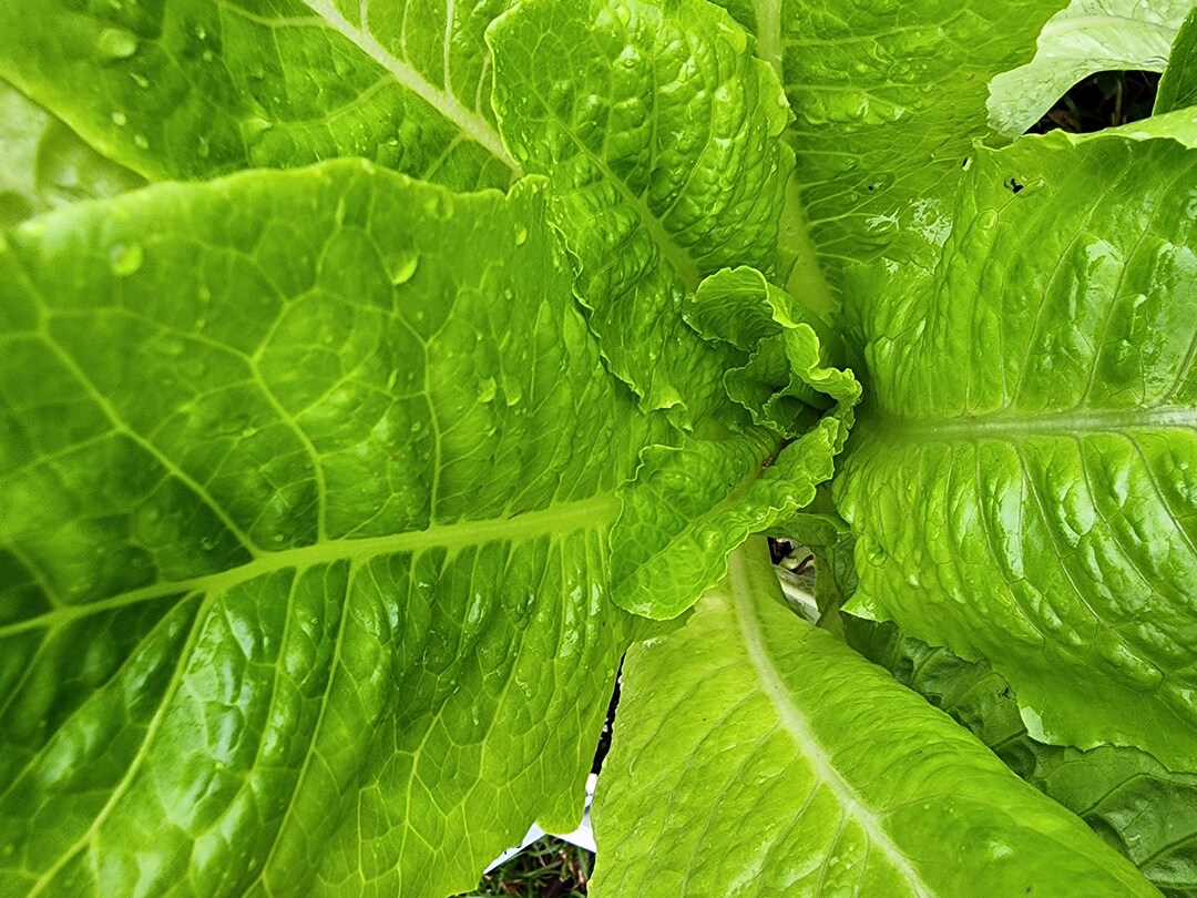 Jericho Romaine Lettuce Heirloom Vegetable Seeds Etsy