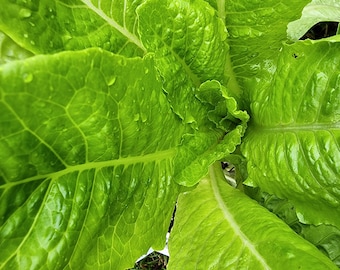May include: Close-up of a vibrant green lettuce plant with water droplets on the leaves.