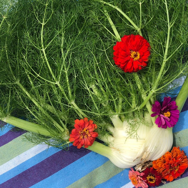 Fennel Herb, Vegetable, & Butterfly Host Plant Heirloom Seeds