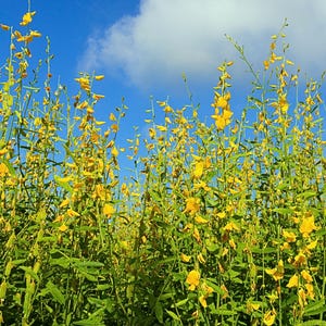 May include: A field of tall, slender green stalks covered in vibrant yellow flowers reaching toward a bright blue sky with scattered white clouds. The plants feature numerous small, delicate blossoms and narrow green leaves throughout the stems.