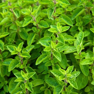 May include: A close-up of a lush green oregano plant with vibrant leaves. The plant is full and healthy, showcasing the fresh, aromatic herb.