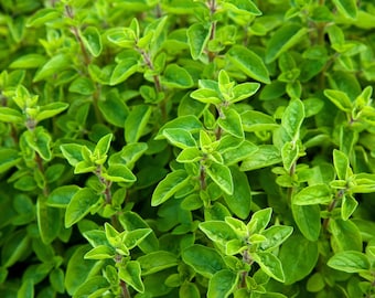 Sweet Marjoram Herb Seeds - Mild Oregano‑Like Herb Perfect For Container Herb Gardens