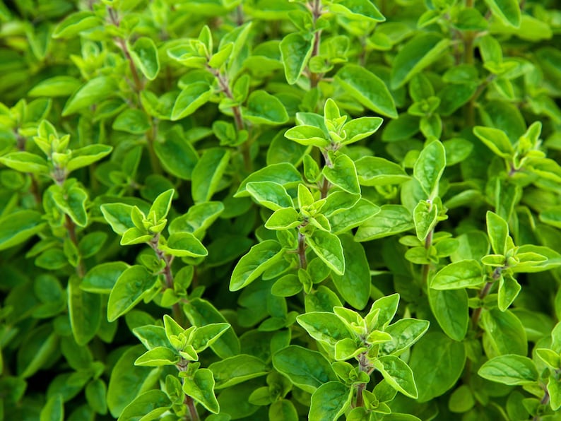 May include: A close-up of a lush green oregano plant with vibrant leaves. The plant is full and healthy, showcasing the fresh, aromatic herb.