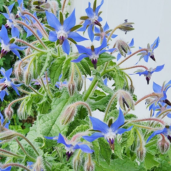 Borage Annual Heirloom Blue Flower & Herb Seeds