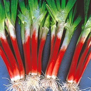 Red Beard Japanese Bunching Onion Seeds – Heirloom Green Onion Variety With Unique Red Stalks