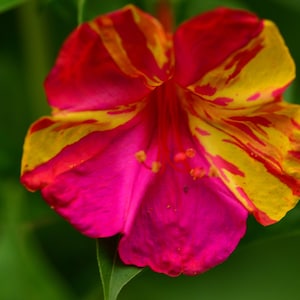 May include: Close-up of a vibrant flower with a mix of colors. The petals are a bright fuchsia pink, with streaks of yellow and red. The flower is in full bloom, with a detailed view of the stamen and pistil.