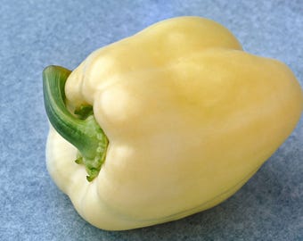 Heirloom White Cloud Bell Pepper Seeds - 75‑Day Unique Ivory Pepper Seeds