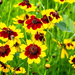 Plains Coreopsis Flower Seeds – Drought Tolerant, Native Bee & Butterfly Flower Seeds
