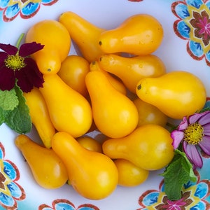 Yellow Pear Heirloom Cherry Tomato Vegetable Seeds