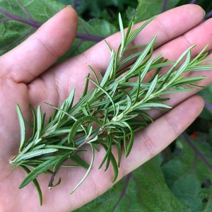 May include: A hand holding a sprig of fresh green rosemary.