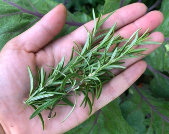 Rosemary Perennial Culinary Herb Heirloom Seeds