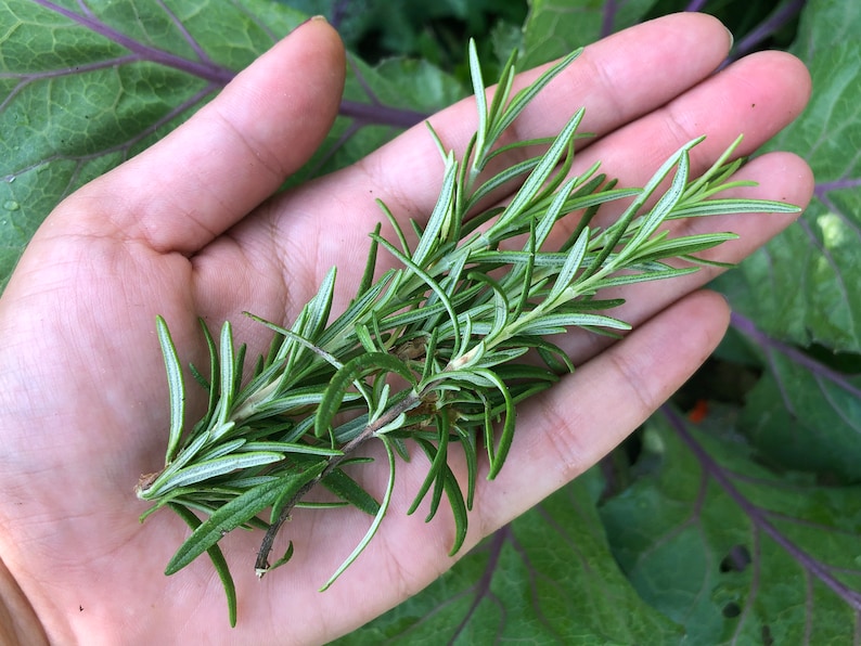 May include: A hand holding a sprig of fresh green rosemary.