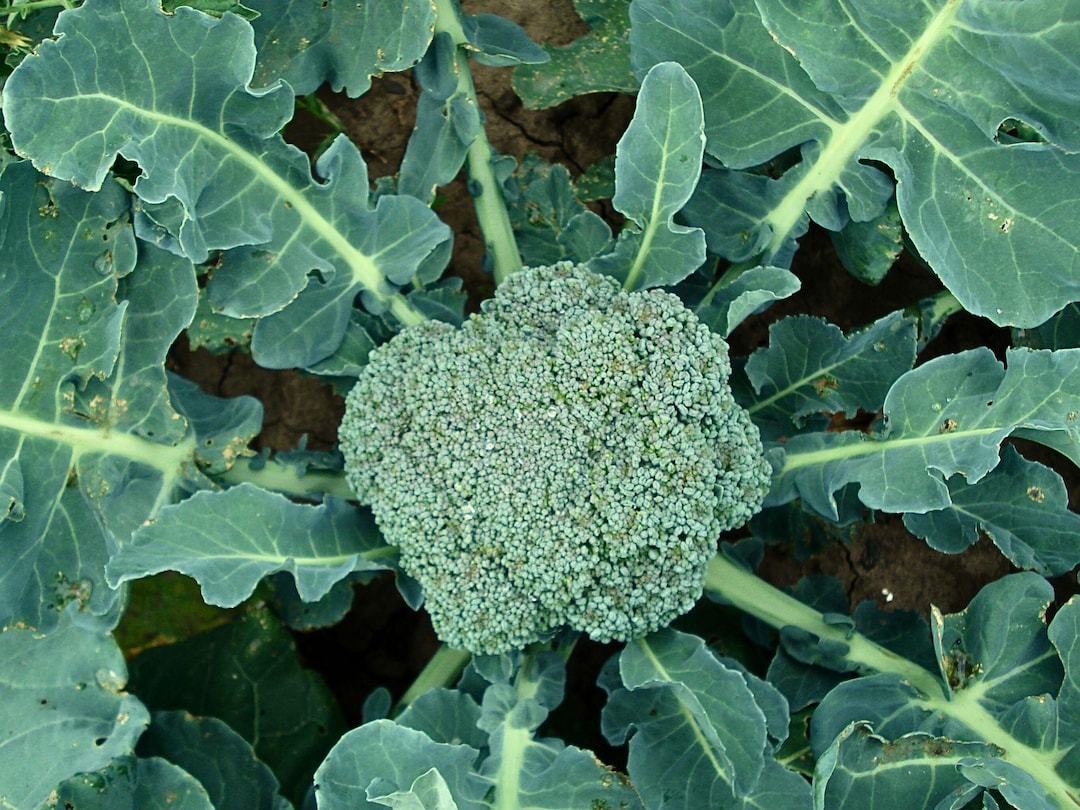 Fletcher F1 Hybrid Broccoli Seeds – Early Maturing and Heat Tolerant ...