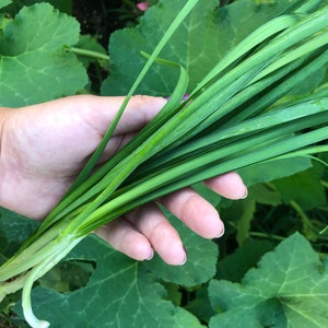 Garlic Chive Herb Heirloom Seeds