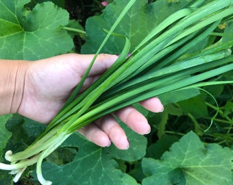 Chinese Garlic Chives Herb Heirloom Seeds