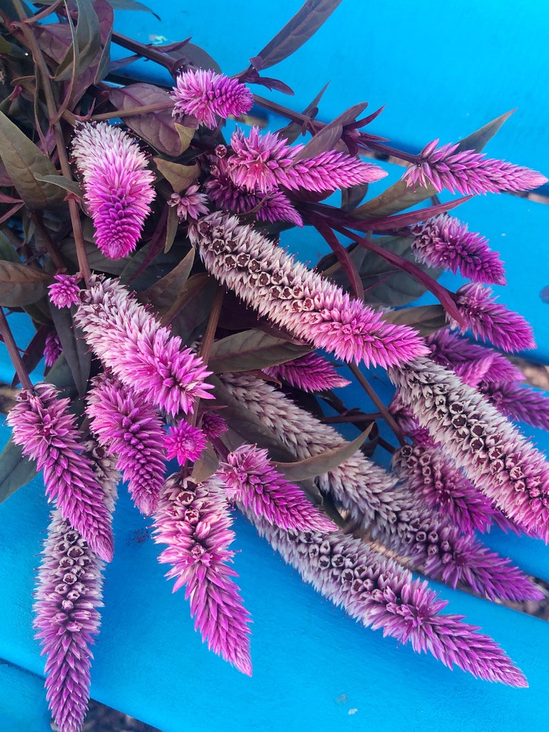 Celosia Pink Purple Burgundy Leaves Flower Seeds image 1