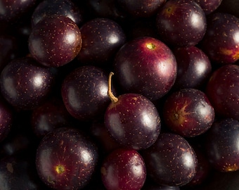 Delicious Black/ Dark Purple Muscadine Grape - Fresh Eating, Juice, & Wine Grape LIVE Perennial Plant