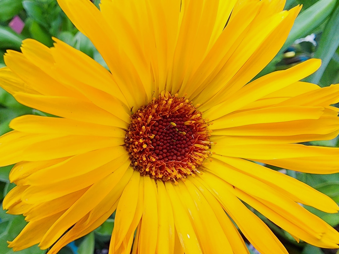 Caledula Color Calendula Mixed Colors : Costa Mix – EFQVYS