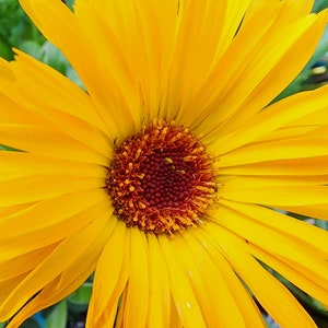 Pacific Beauty Calendula Flower Seeds – Bright & Cheerful Blooms