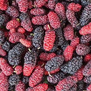 Illinois Everbearing Mulberry Fruit Tree Self Fertile LIVE Perennial Starter Plant