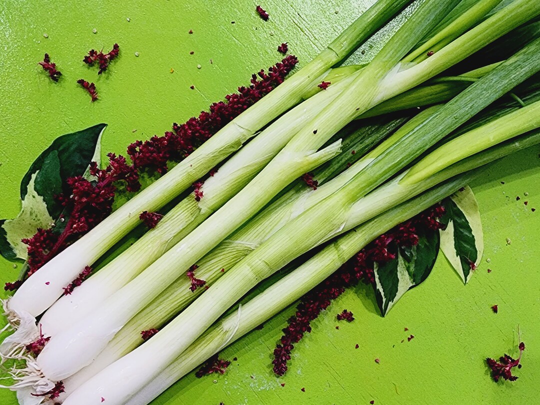 Green Bunching Onion Scallion Spring Onions Heirloom Vegetable Seeds Etsy