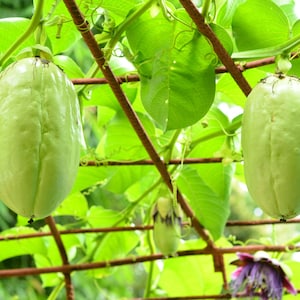 Giant Granadilla Passion Fruit LIVE Plant - Fast Growing, Huge Passion Fruit Vine