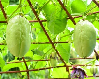 Giant Granadilla Passion Fruit LIVE Plant - Fast Growing, Huge Passion Fruit Vine