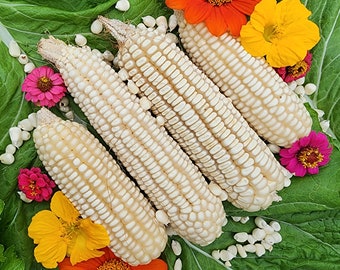 RARE White Mayan Maize Corn Seeds - Heirloom Vegetable Seeds