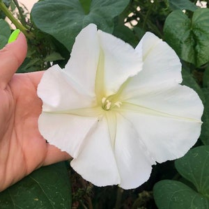 Night Blooming Moonflower Seeds - Large Fragrant White Flowers That Bloom In The Evening