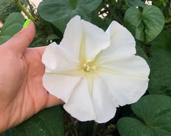 Night Blooming Moonflower Seeds - Large Fragrant White Flowers That Bloom In The Evening