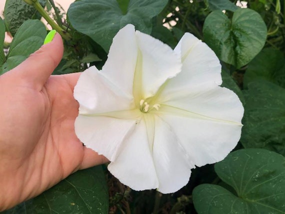 Night Blooming Moonflower Seeds - Large Fragrant White Flowers That Bloom In The Evening