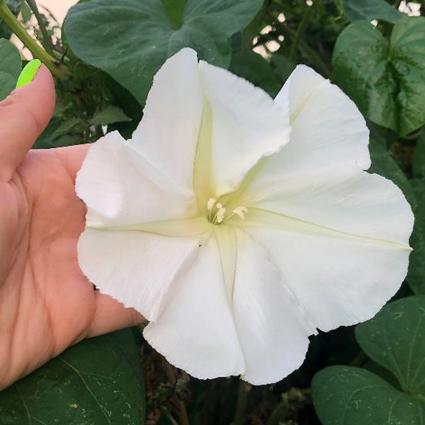 Moonflower Fragrant White Annual Heirloom Vining Flower Seeds