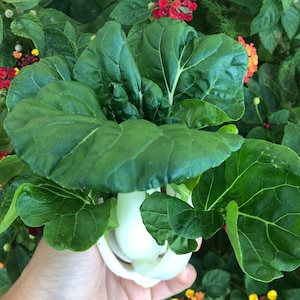 Canton Bok Choy White Stem Heirloom Vegetable Seeds