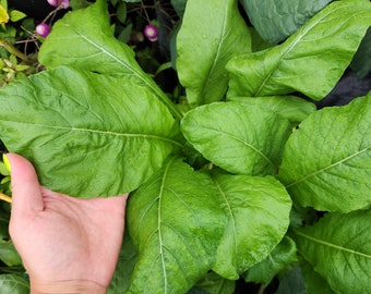 Komatsuna Mustard Greens Heirloom Vegetable Seeds