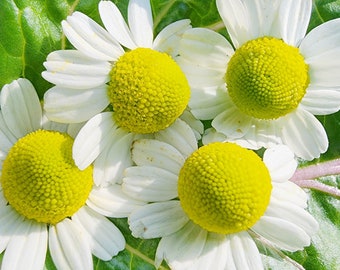 German Chamomile Dried Herb & Tea Heirloom Seeds