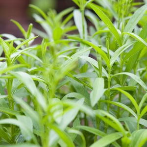 Tarragon Herb Seeds - Hardy Aromatic Perennial Herb Garden Seeds