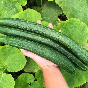 China Jade Self Pollinating & Burpless Cucumber Heirloom Vegetable Seeds