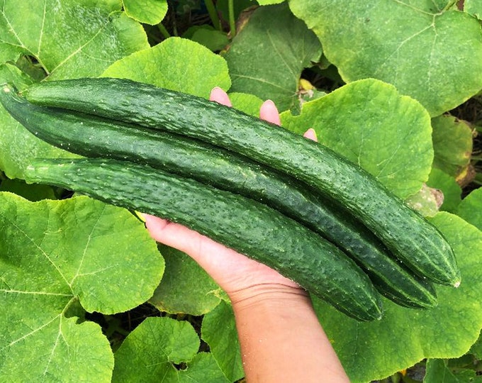50 CHINA JADE Burpless Cucumber Seeds Nongmo Heirloom Great