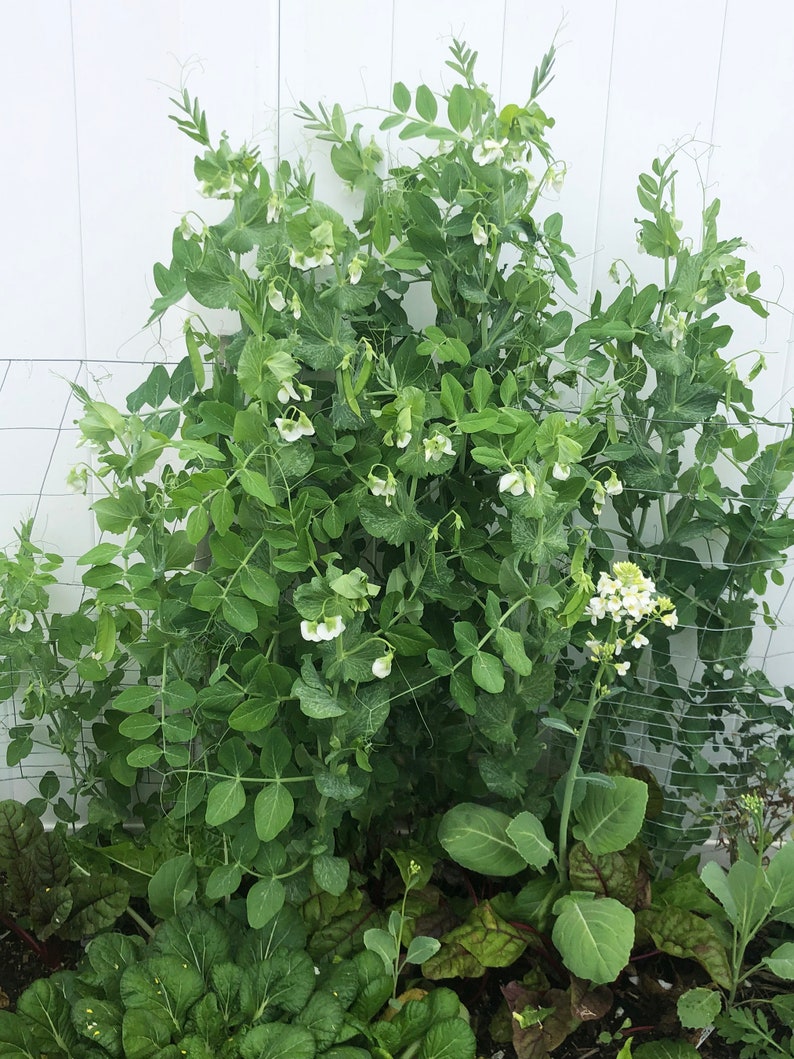 Oregon Sugar Pod II Snow Pea - Thumbnail 5