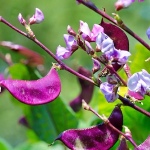 Purple Hyacinth Bean Seeds - Fast Growing Summer Crop That Attracts Pollinators