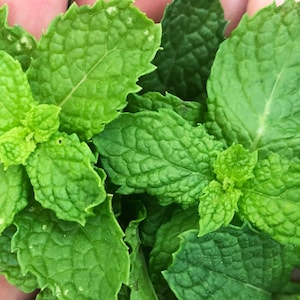 Common Mint Spearmint Culinary Herb Heirloom Seeds image 1