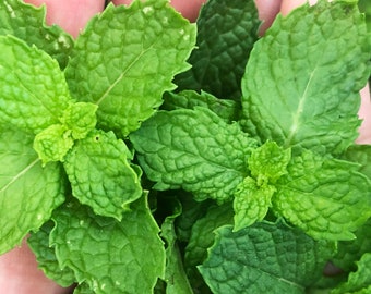 Common Mint - Spearmint - Culinary Herb Heirloom Seeds