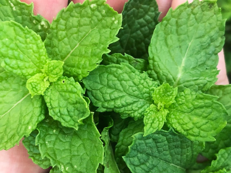 Common Mint Spearmint Culinary Herb Heirloom Seeds image 1