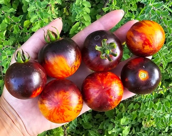 Queen of the Night Large Cherry Heirloom Tomato Vegetable Seeds