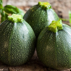 Round Zucchini Seeds - Compact & Quick To Harvest Summer Squash Seeds