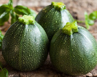 Round Zucchini Seeds - Compact & Quick To Harvest Summer Squash Seeds